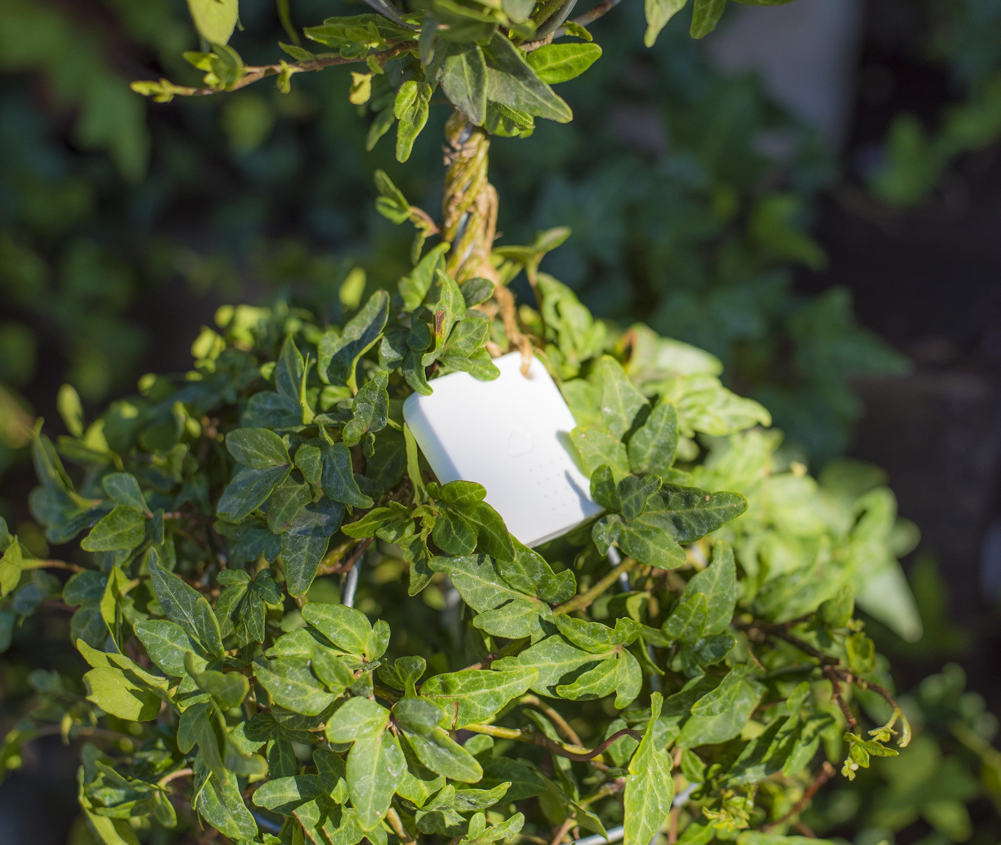 Wireless Sensor Tag Pro ALS | Wireless Sensor Tags